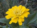 Beautiful Bright Yellow Gerber Daisy Blazing in the Summer Sun Royalty Free Stock Photo