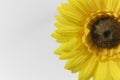 Beautiful Bright Yellow Gerbera Daisy Royalty Free Stock Photo