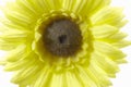 Beautiful Bright Yellow Gerbera Daisy Royalty Free Stock Photo