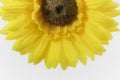 Beautiful Bright Yellow Gerbera Daisy`s Royalty Free Stock Photo