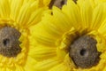 Beautiful Bright Yellow Gerbera Daisy`s Royalty Free Stock Photo