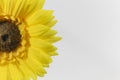 Beautiful Bright Yellow Gerbera Daisy`s Royalty Free Stock Photo