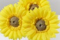 Beautiful Bright Yellow Gerbera Daisy`s Royalty Free Stock Photo