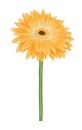 Beautiful bright yellow gerbera with watercolor effect isolated on white background