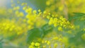 Beautiful Bright Yellow Hairy Mimosa Flowers. Acacia Dealbata With Yellow Flowers In Forest On A Sunny Day. Selective Royalty Free Stock Photo