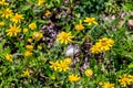 Beautiful Bright Yellow Lanceleaf Coresopsis Wildflowers in a Field. Royalty Free Stock Photo