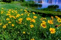 Beautiful Bright Yellow Lanceleaf Coresopsis Wildflowers in a Field. Royalty Free Stock Photo