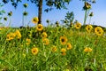 Beautiful Bright Yellow Lanceleaf Coresopsis Wildflowers in a Field. Royalty Free Stock Photo