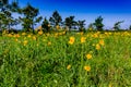 Beautiful Bright Yellow Lanceleaf Coresopsis Wildflowers in a Field. Royalty Free Stock Photo