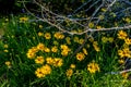 Beautiful Bright Yellow Lanceleaf Coresopsis Wildflowers in a Field. Royalty Free Stock Photo