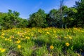 Beautiful Bright Yellow Lanceleaf Coresopsis Wildflowers in a Fi