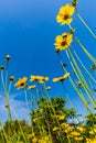 Beautiful Bright Yellow Lanceleaf Coresopsis Wildflowers in a Fi Royalty Free Stock Photo