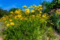 Beautiful Bright Yellow Lanceleaf Coresopsis Wildflowers in a Fi