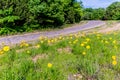 Beautiful Bright Yellow Lanceleaf Coresopsis Wildflowers in a Field Royalty Free Stock Photo