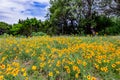 Beautiful Bright Yellow Plains Coresopsis Wildflowers in a Field