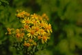 Beautiful bright yellow ragwort flowerson a geen bokeh background - jacobeae vulgaris