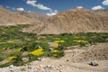 Beautiful bright yellow field, green trees and traditional Royalty Free Stock Photo