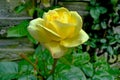 Beautiful bright yellow roses, as flowers in my garden behind the fence Royalty Free Stock Photo