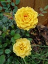 Beautiful bright yellow roses, as flowers in my garden behind the fence. Royalty Free Stock Photo