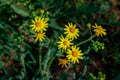 Beautiful bright yellow Senecio vernalis or eastern groundsel flowers