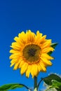 Beautiful bright yellow single sunflower