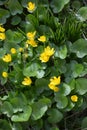 Beautiful bright, yellow spring flowers Ficaria verna, formerly Ranunculus ficaria L, commonly known as lesser celandine Royalty Free Stock Photo
