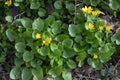 Beautiful bright, yellow spring flowers Ficaria verna, formerly Ranunculus ficaria L, commonly known as lesser celandine Royalty Free Stock Photo