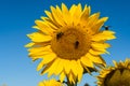 Big Beautiful Bright Yellow Sunflowers Close Up Isolated with a Bumble Bee Flying intothe flower Royalty Free Stock Photo