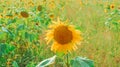 Beautiful bright yellow sunflower close up on the field of sunflowers background Royalty Free Stock Photo