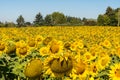 Beautiful Bright Yellow Sunflower Field. Royalty Free Stock Photo