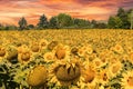 Beautiful Bright Yellow Sunflower Field and Sunset Skies. Royalty Free Stock Photo