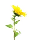 Beautiful bright yellow sunflower on white background Royalty Free Stock Photo