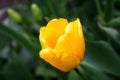 Beautiful bright yellow tulip bloom in the garden in all its glory Royalty Free Stock Photo