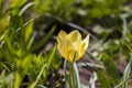 Beautiful bright yellow tulip close-up. Spring flowers tulips in flower beds