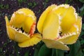 Beautiful bright yellow tulips bloom in the garden in all its glory Royalty Free Stock Photo
