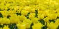 Beautiful bright yellow tulips on a large flower-bed in the city garden, close up Royalty Free Stock Photo