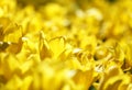 Beautiful bright yellow tulips on a large flower-bed in the city garden, close up. Royalty Free Stock Photo