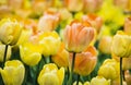 Beautiful bright yellow tulips on a large flower-bed in the city garden. Floral background Royalty Free Stock Photo