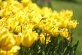 Beautiful bright yellow tulips on a large flower-bed in the city garden. Floral background. Greeting card background. Royalty Free Stock Photo