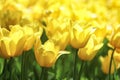 Beautiful bright yellow tulips on a large flower-bed in the city garden. Floral background. Greeting card background. Royalty Free Stock Photo