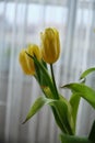 beautiful bright yellow tulips in a vase