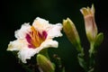 Beautiful bright yellow varietal daylily in water drops after rain Royalty Free Stock Photo