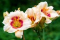 Beautiful bright yellow varietal daylily in water drops after rain Royalty Free Stock Photo