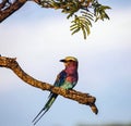 Beautiful brightly colored bird of a blue-lark or roller sits on branch