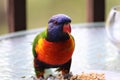 Beautiful brightly colored lorikeet eating seeds