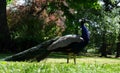 A beautiful, brightly colored peacock stands on green grass in a park lawn.