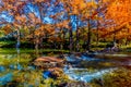 Beautiful Brilliant Fall Foliage on the Guadalupe River, Texas.