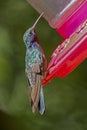 Hummingbird Costa Rica Monteverde Cloud Forest