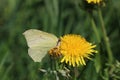 A beautiful Brimstone Butterfly Gonepteryx rhamni nectaring on a Dandelion flower Taraxacum Royalty Free Stock Photo