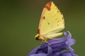 A Brimstone Moth, Opisthograptis luteolata, perching on Bluebell flower in spring.